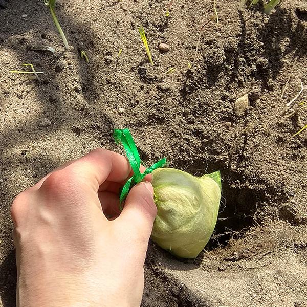 Naravni odganjalec krtov